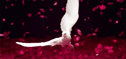 colomba.gif