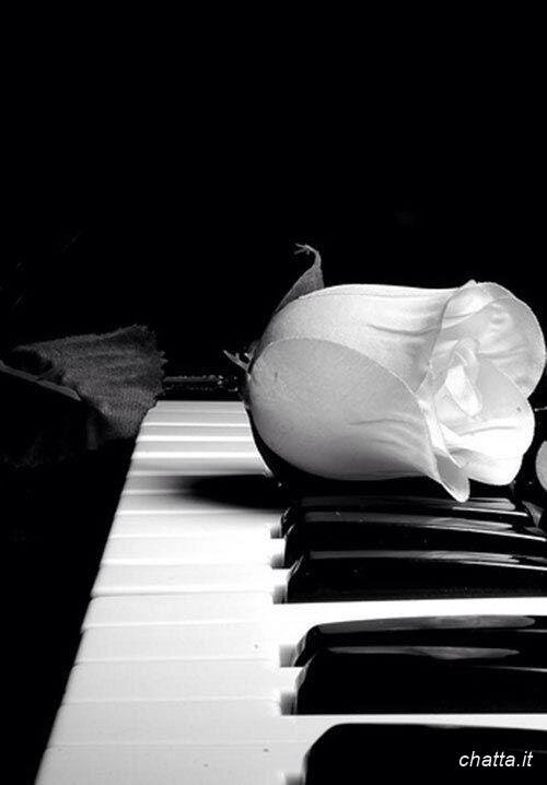 rosa bianca e piano.jpg