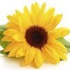 girasole